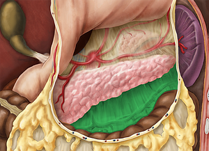 Transverse mesocolon (#5100)