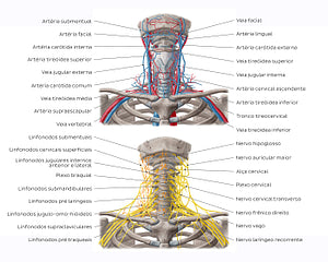 Neurovasculature and lymph nodes of the neck (Portuguese)