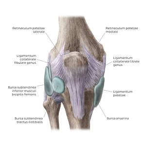 Knee joint: Bursae and extracapsular ligaments (anterior view) (Latin)