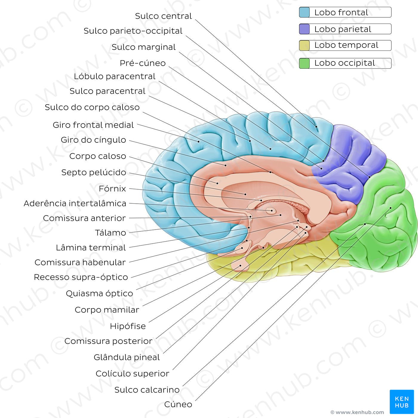 Medial view of the brain (Portuguese)