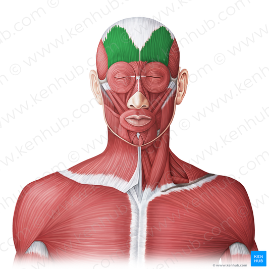 Occipitofrontalis muscle (#20007)