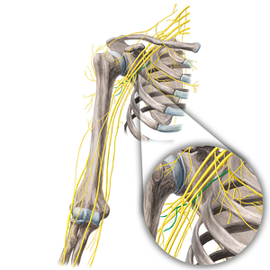 Intercostobrachial nerve (#21675)