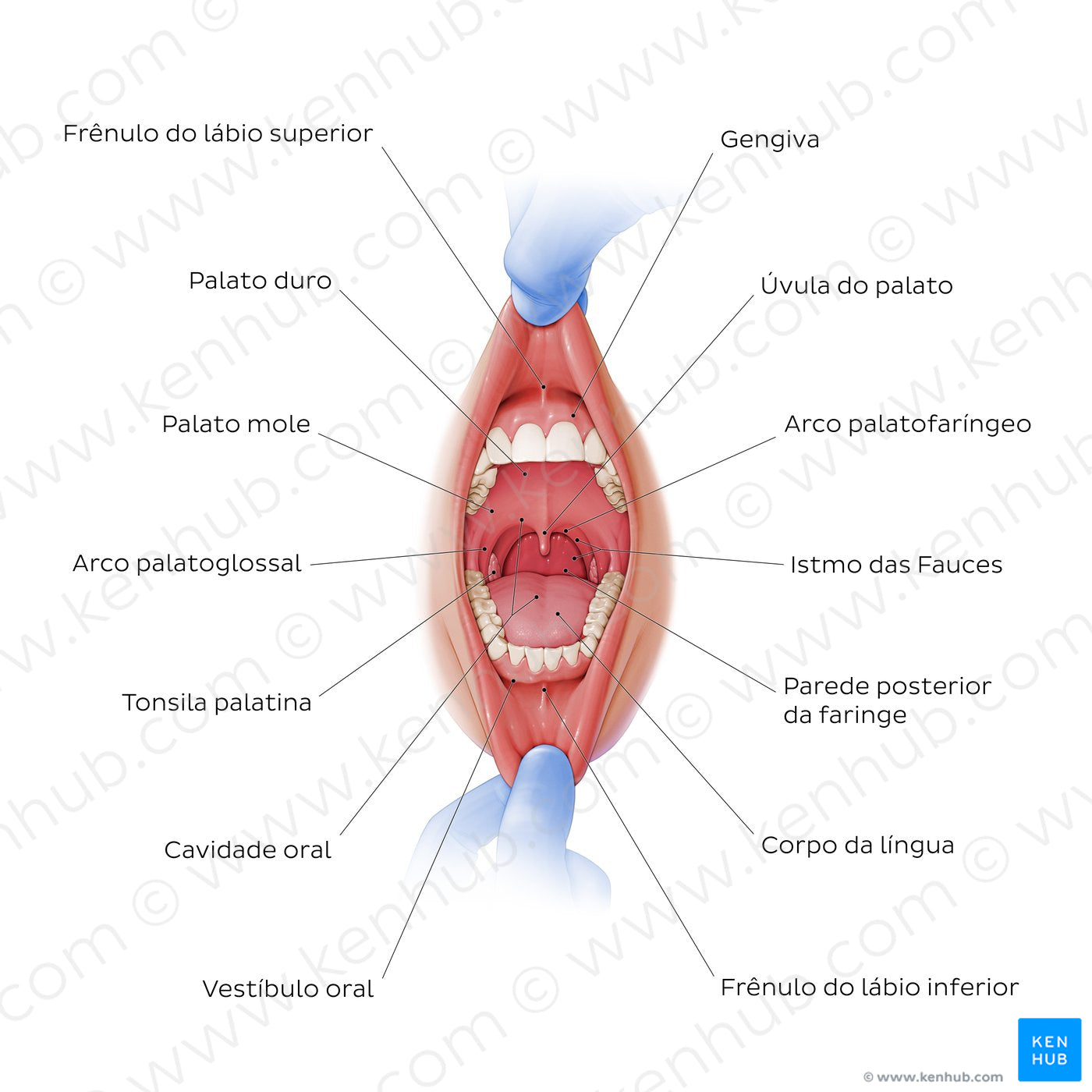 Overview of the oral cavity (Portuguese)