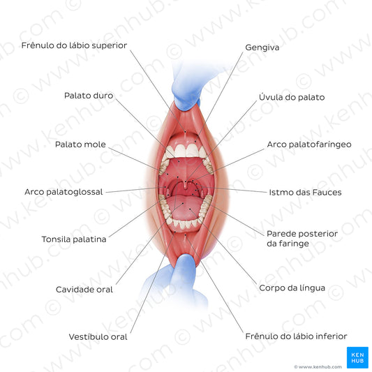 Overview of the oral cavity (Portuguese)