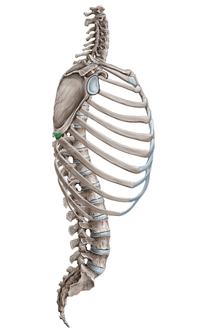 Inferior angle of scapula (#18079)