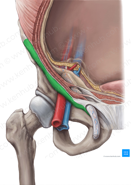 Inguinal ligament (#4554)