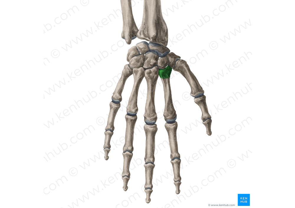 Base of 2nd metacarpal bone (#2159)