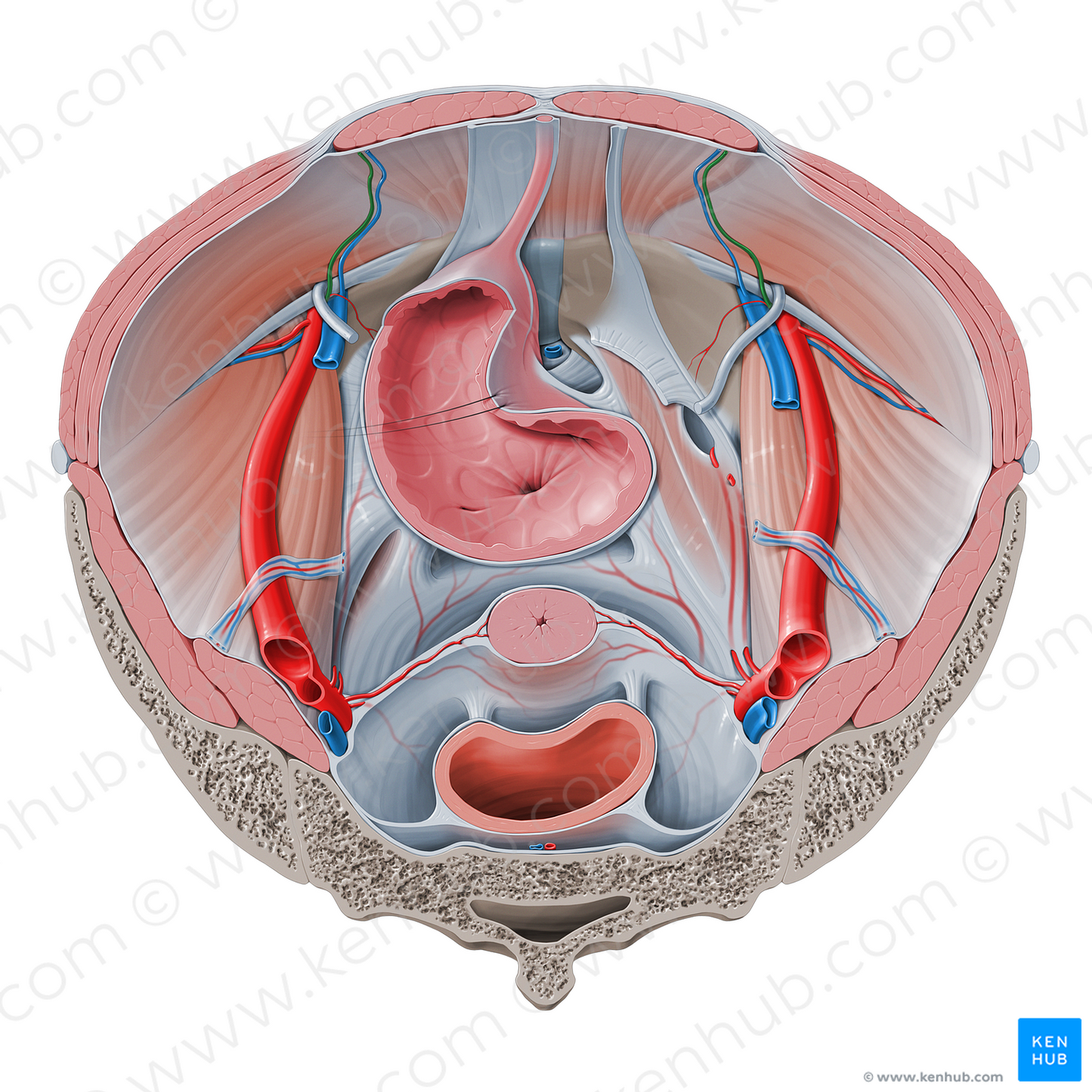 Inferior epigastric artery (#1193)
