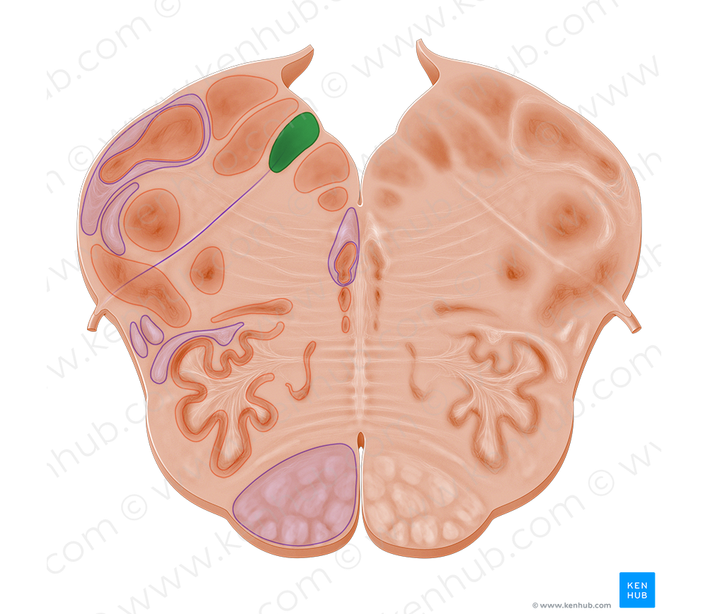 Posterior nucleus of vagus nerve (#10966)