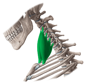 Scalenus anterior muscle (#5902)