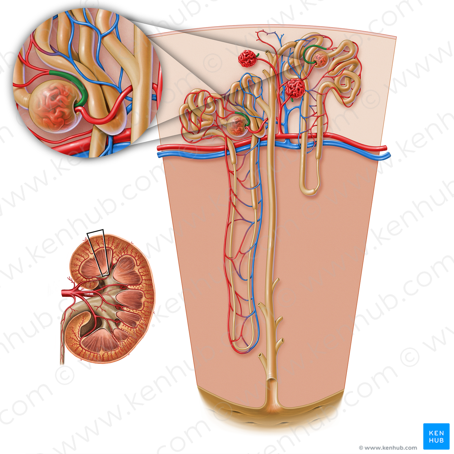 Efferent glomerular arteriole of renal corpuscle (#17205)