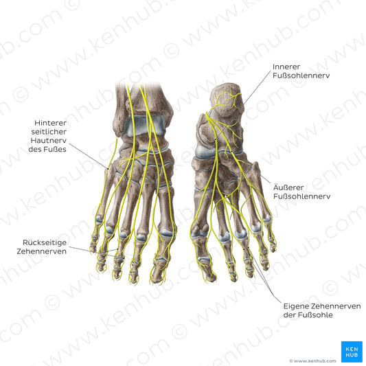 Nerves of the foot (German)