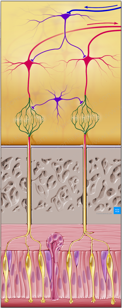 Olfactory glomerulus (#4154)