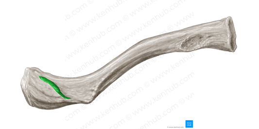 Trapezoid line of clavicle (#4732)