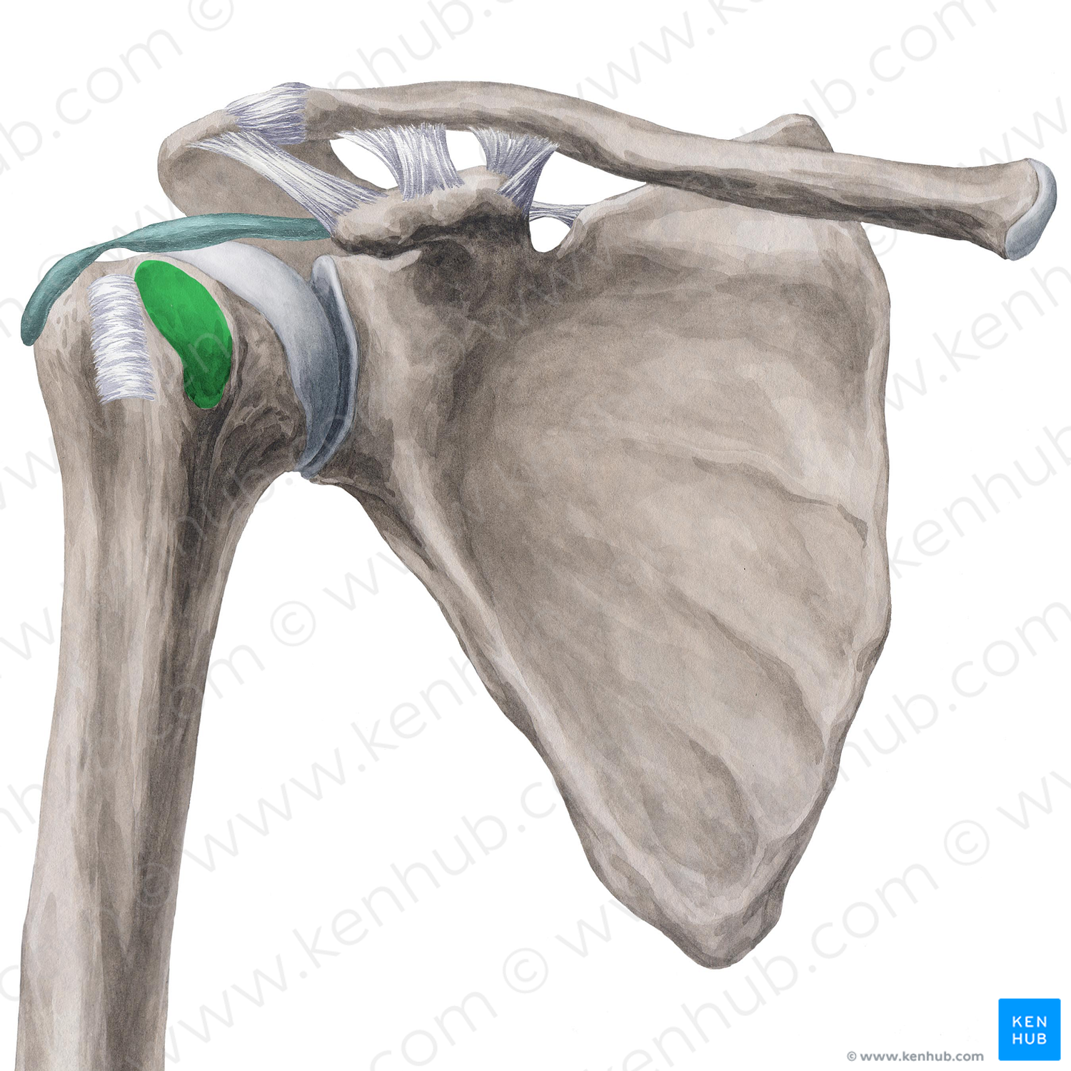 Lesser tubercle of humerus (#9739)