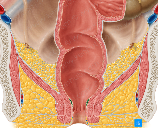 Internal rectal venous plexus (#8069)