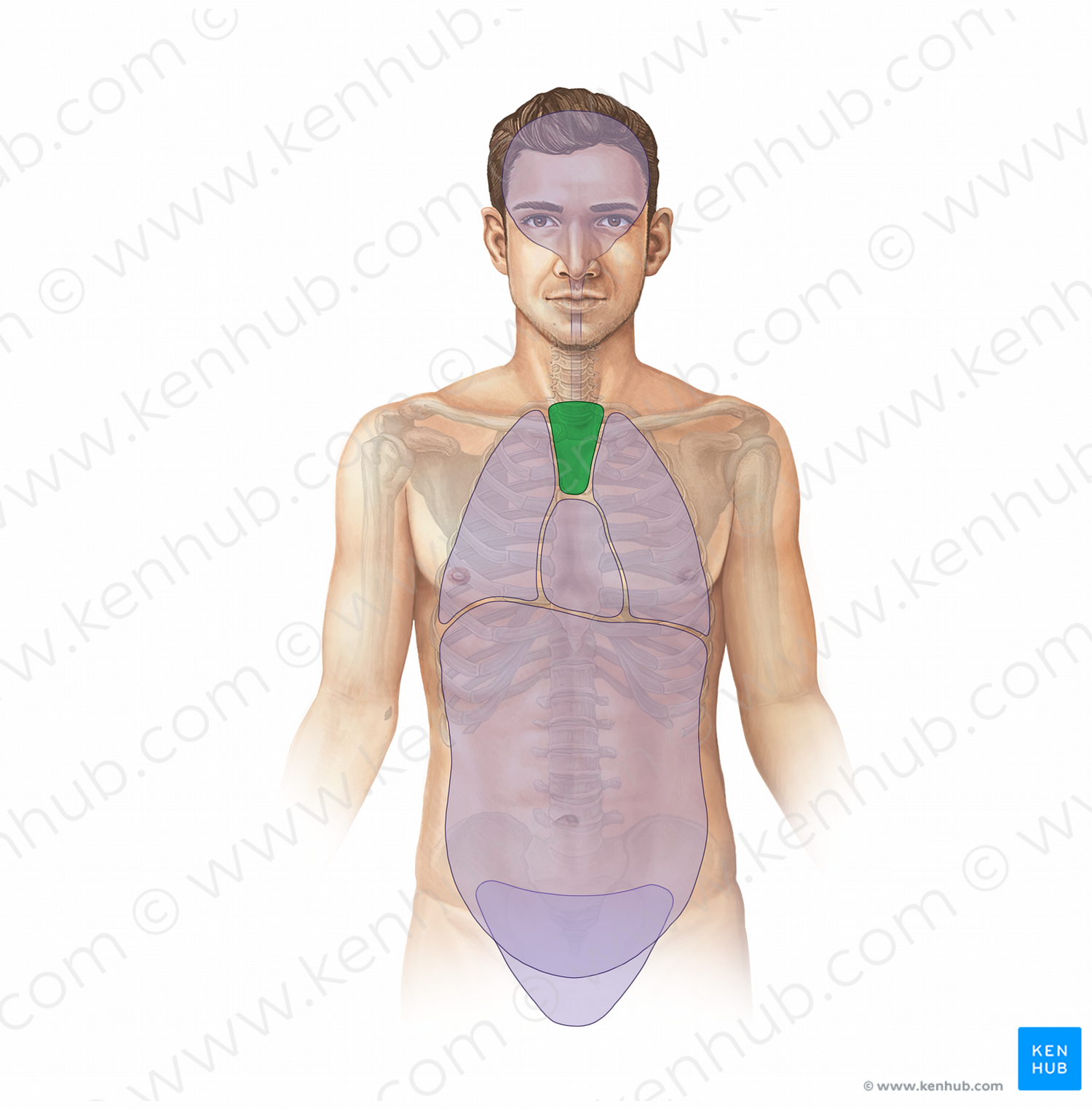 Superior mediastinum (#11702)