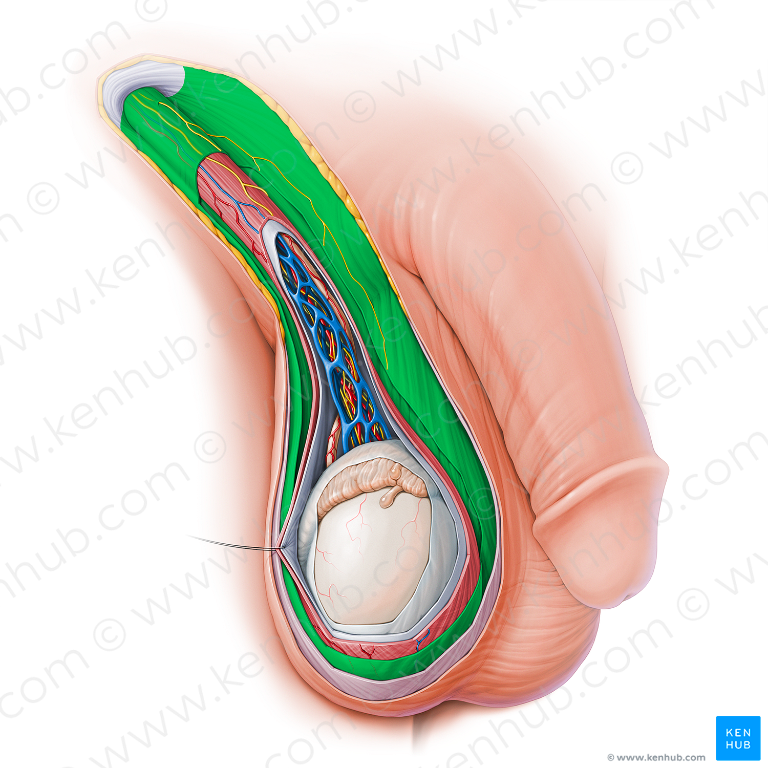 External spermatic fascia (#15123)