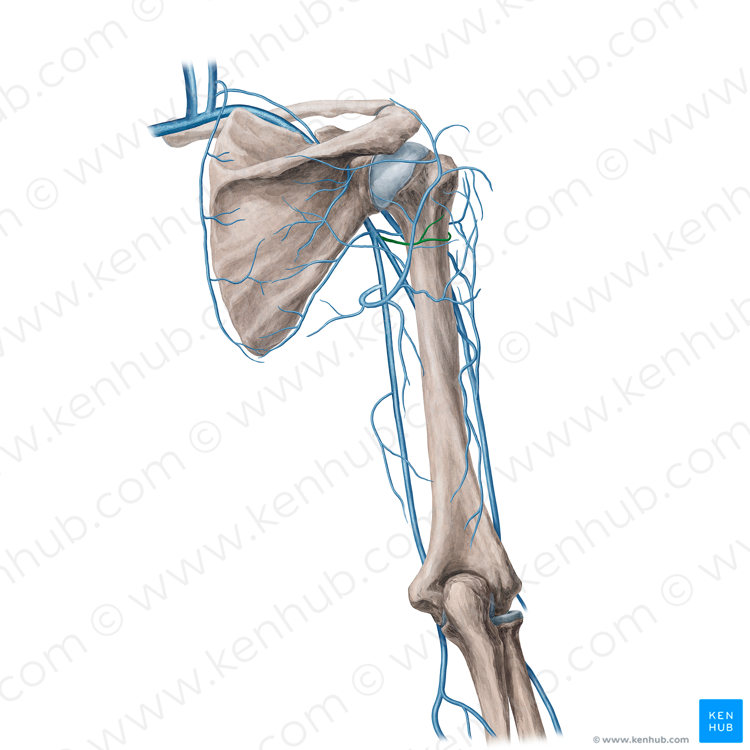 Posterior circumflex humeral vein (#21748)