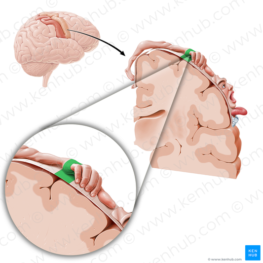 Motor cortex of hand (#11074)