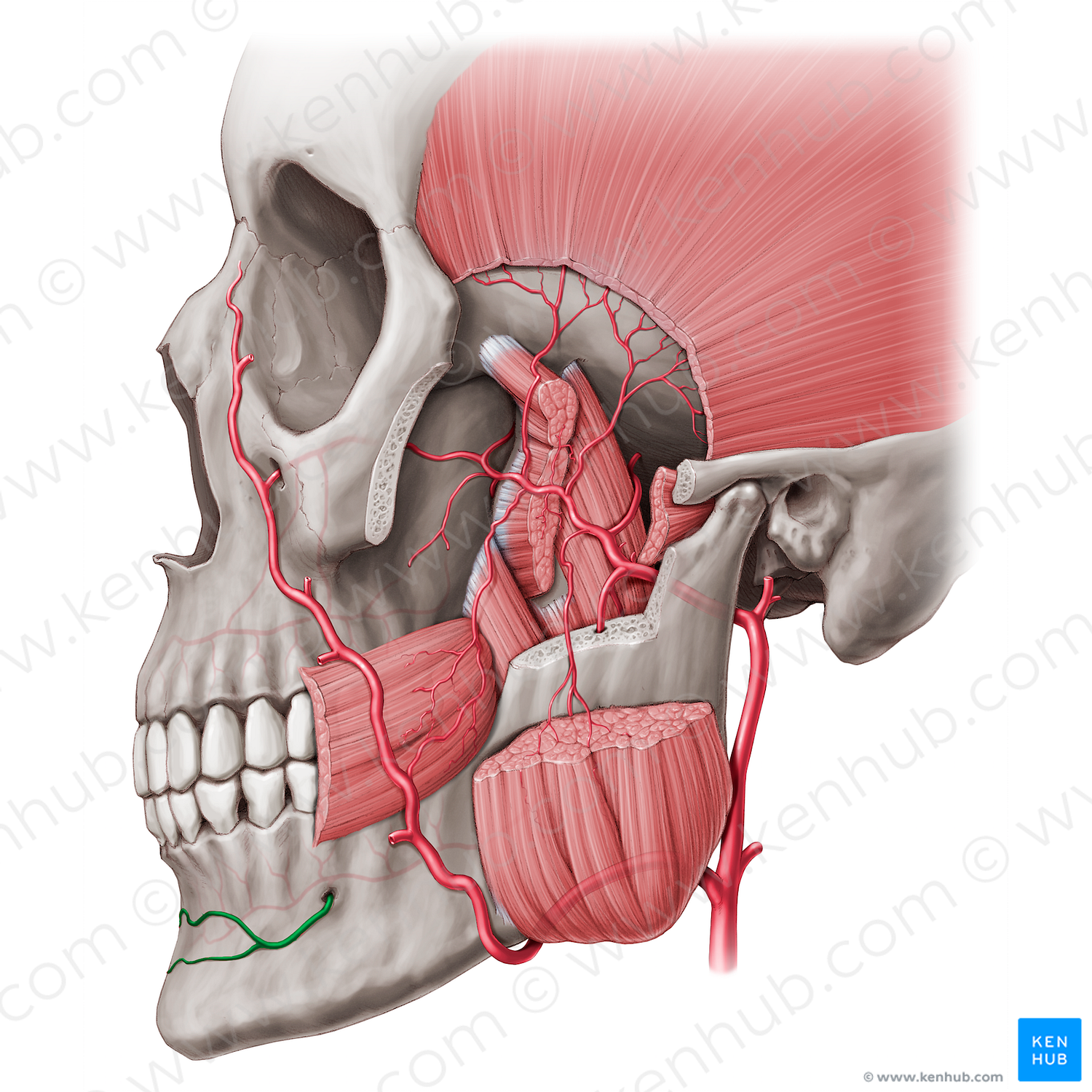 Mental branch of inferior alveolar artery (#8742)