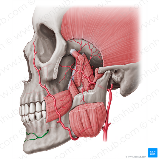 Mental branch of inferior alveolar artery (#8742)