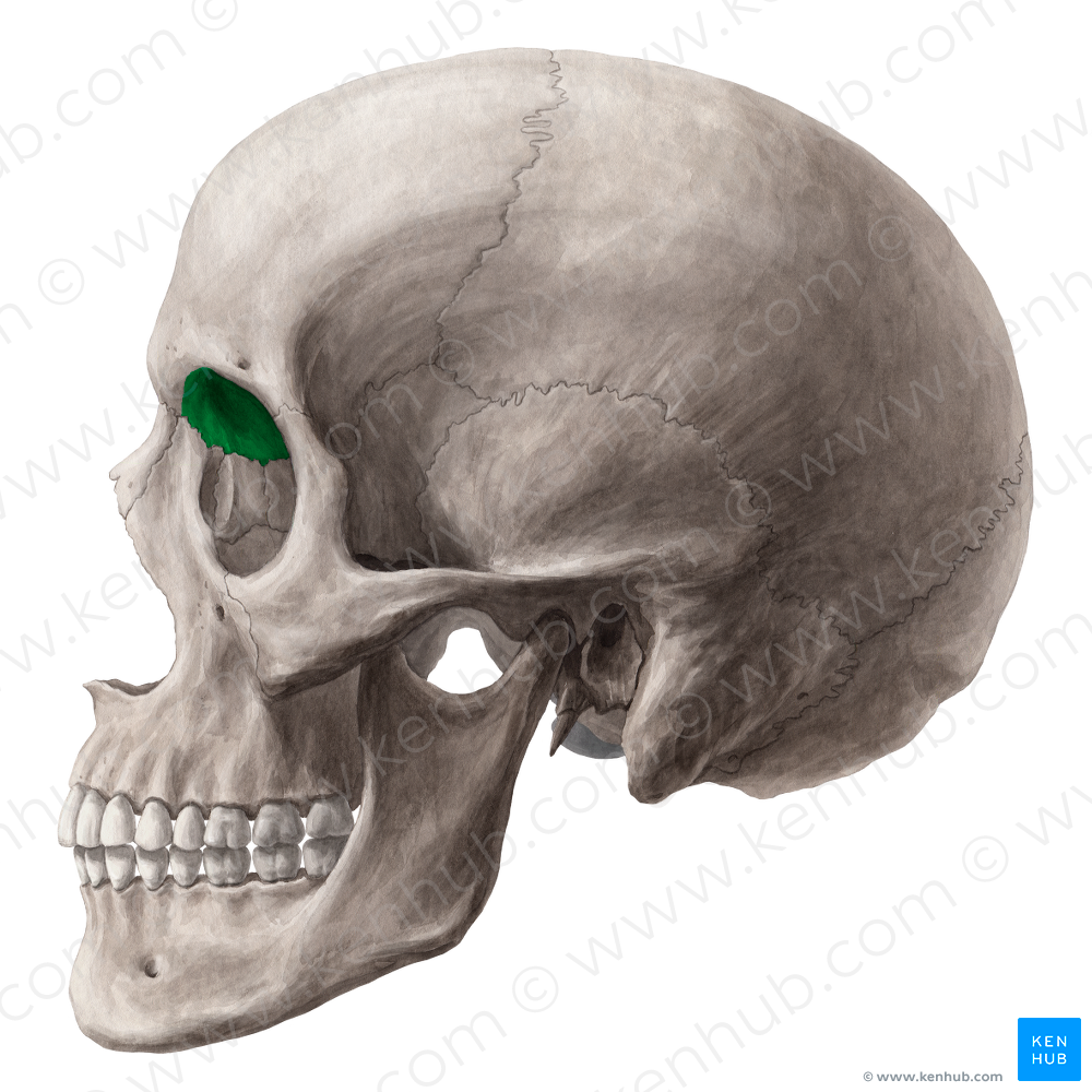 Orbital surface of frontal bone (#3532)