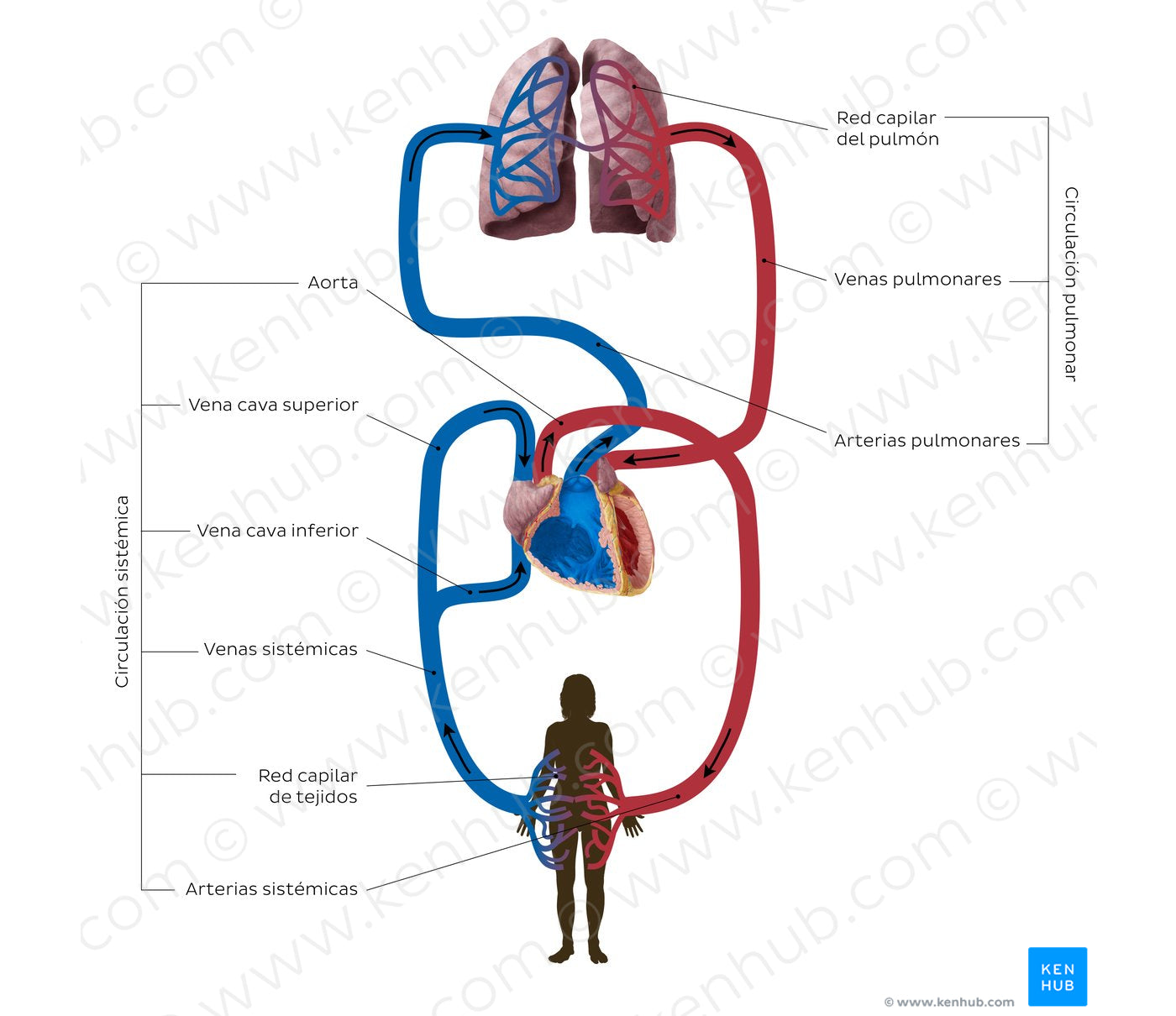 Cardiovascular system: Schematic (Spanish)