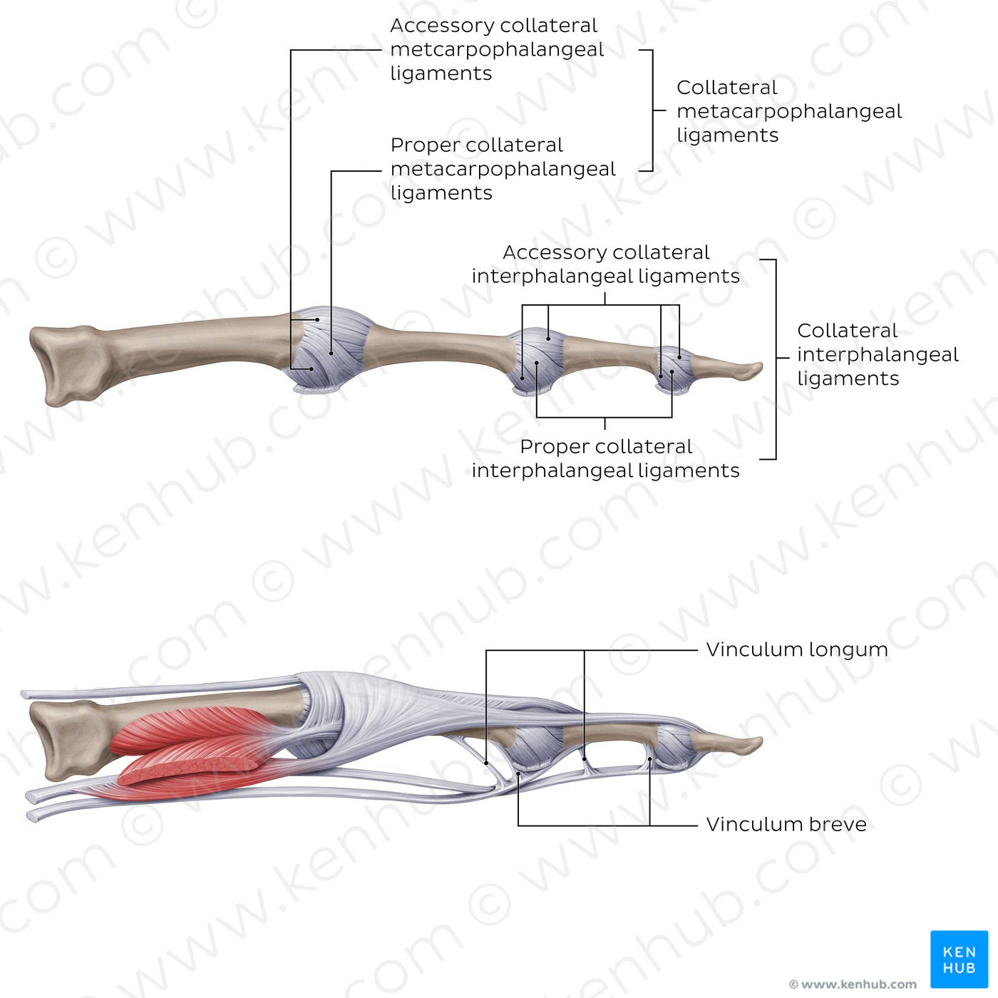 Ligaments of the metacarpals and phalanges: Lateral view (English)