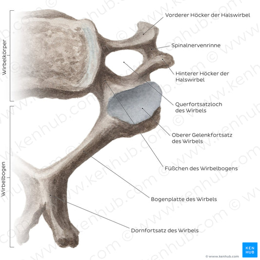 Cervical spine bones and ligaments: typical cervical vertebra (German)