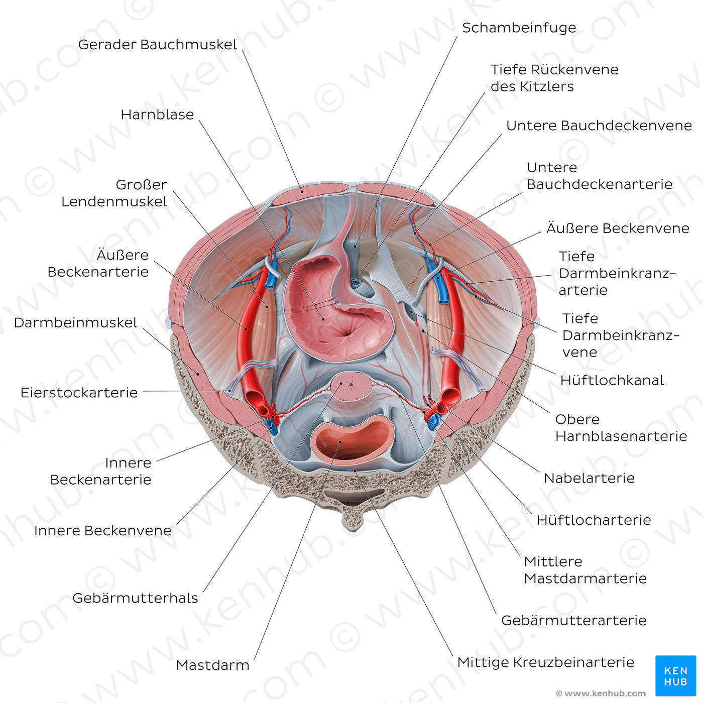Superior view of the female pelvis: Organs and vessels (German)