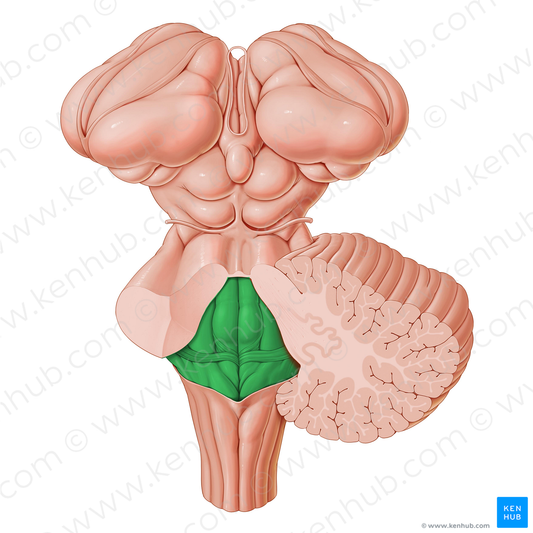 Rhomboid fossa of fourth ventricle (#3880)