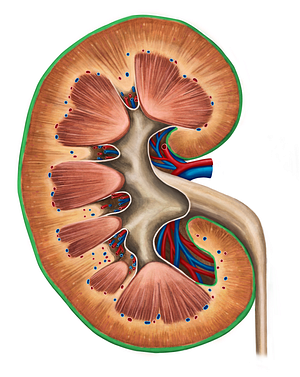 Renal capsule (#2362)