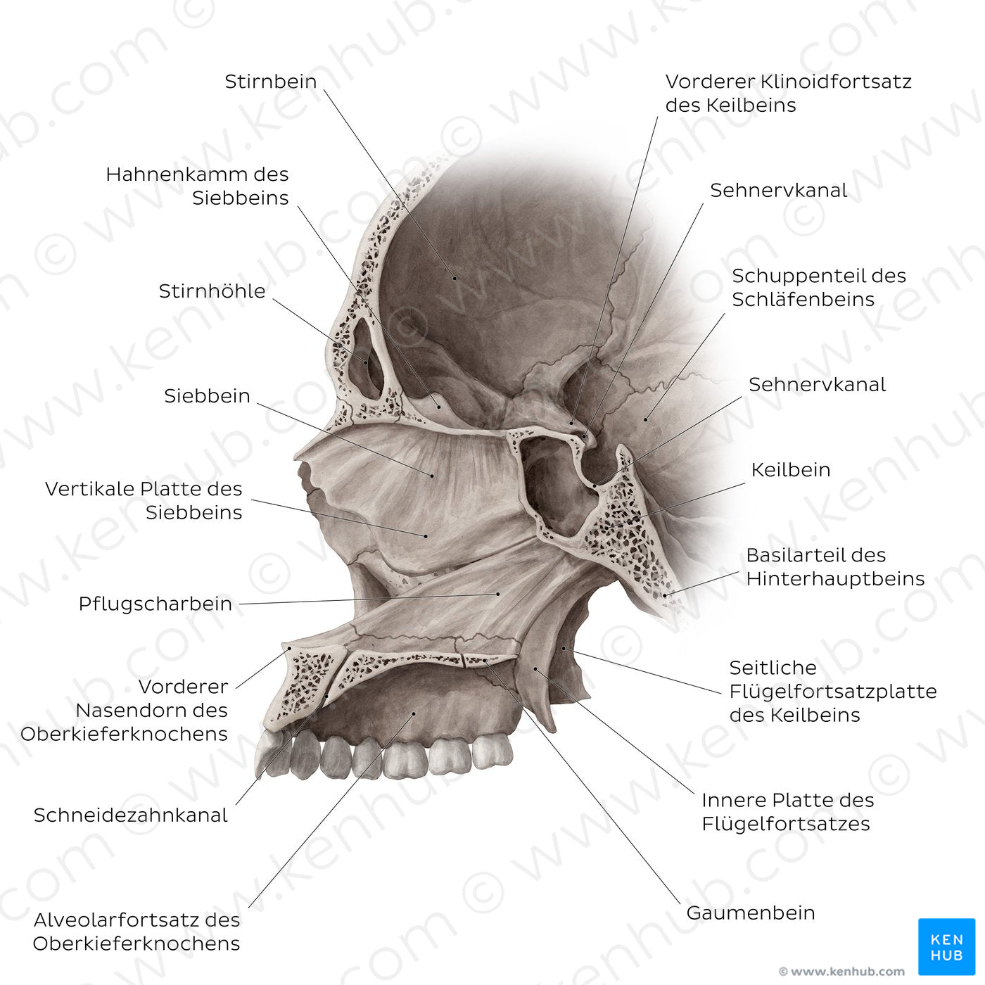 Midsagittal skull (with septum) (German)