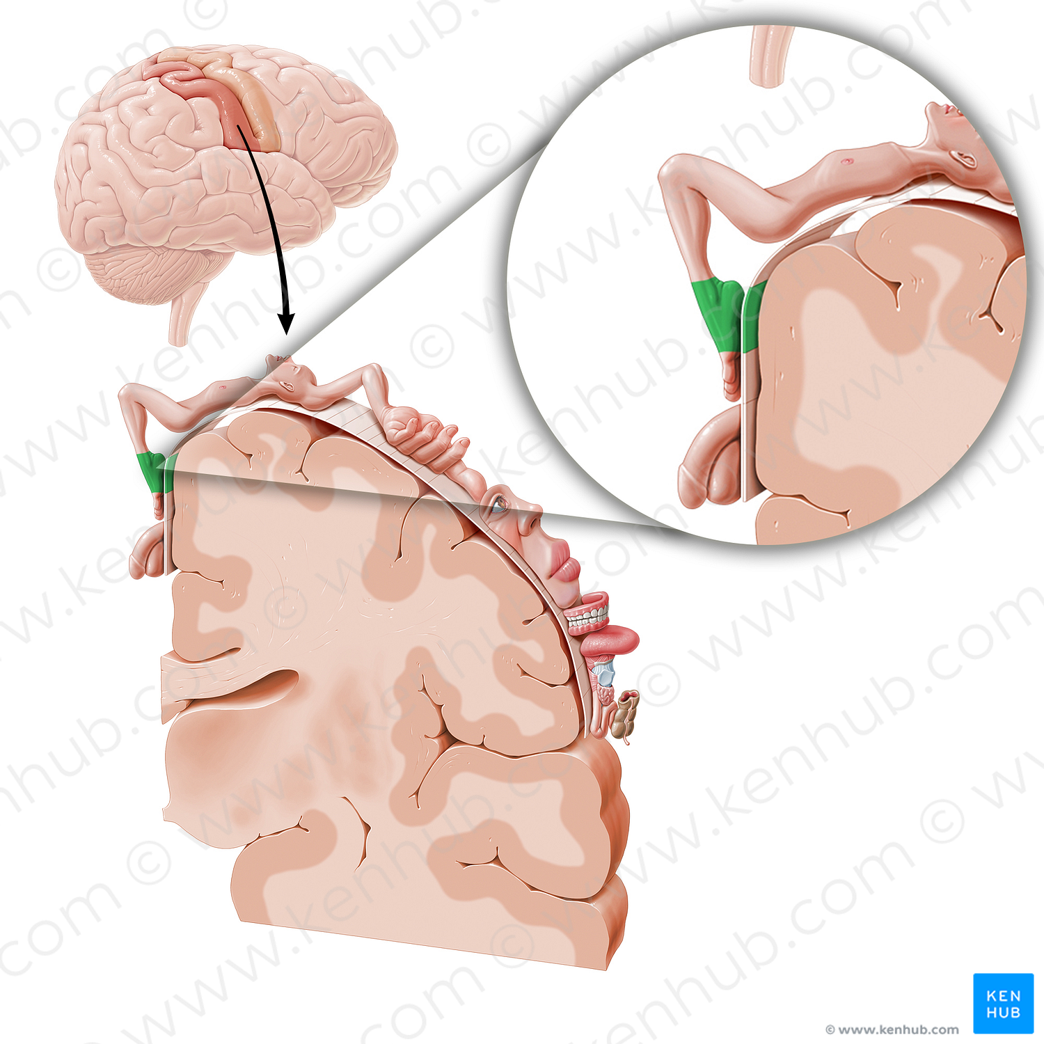 Sensory cortex of foot (#11042)