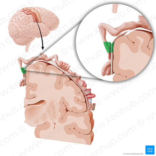 Sensory cortex of foot (#11042)