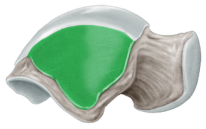 Lateral malleolar facet of talus (#3510)