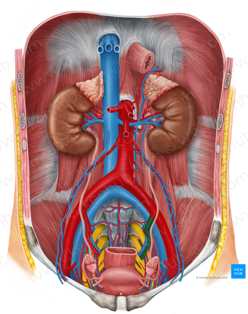 Left internal iliac artery (#1431)