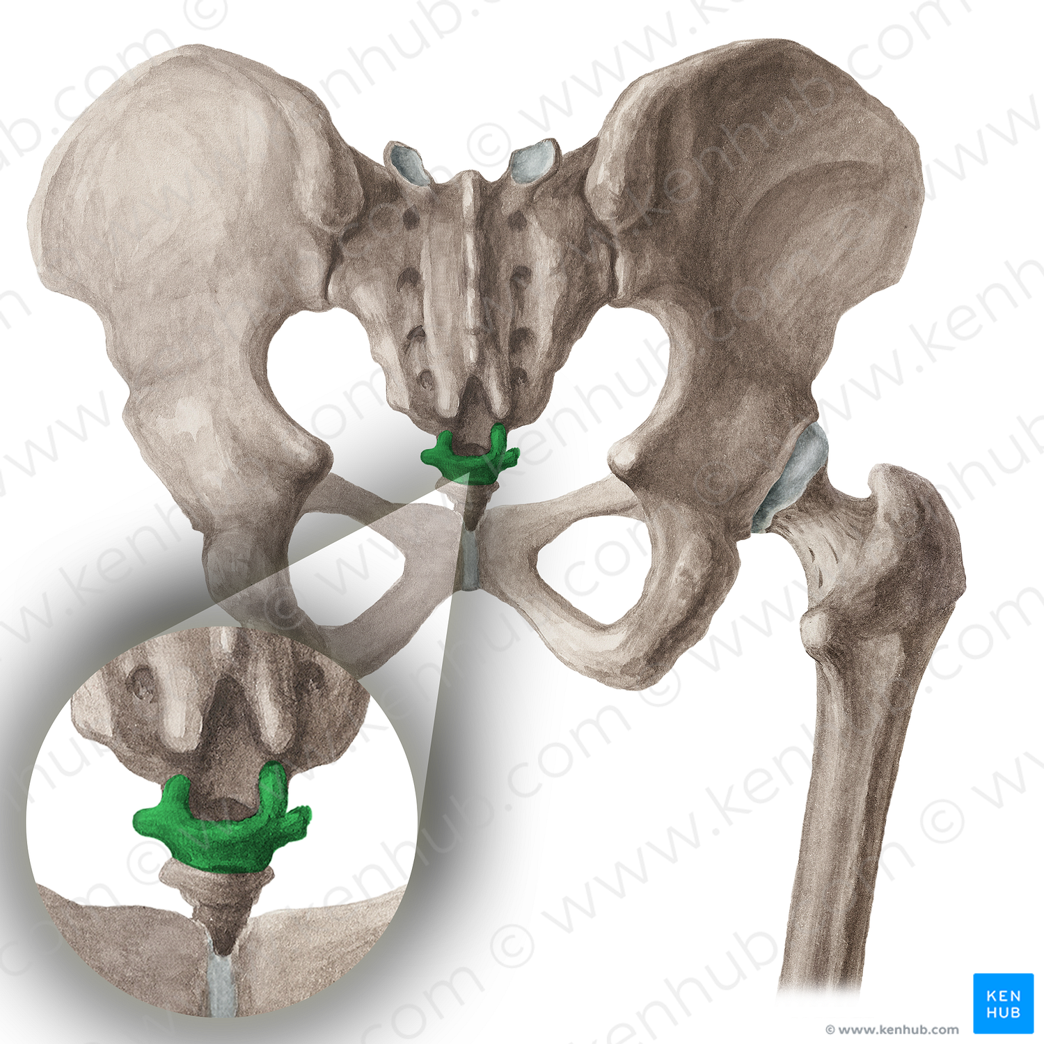 Vertebra Co1 (#16054)