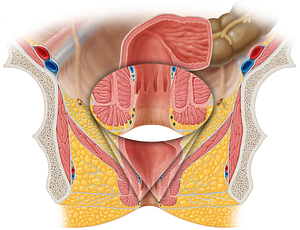 External rectal venous plexus (#8068)