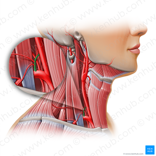 Thyrocervical trunk (#11158)