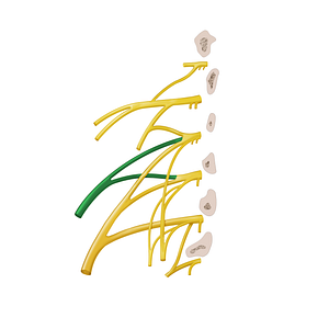 Lateral femoral cutaneous nerve (#12879)