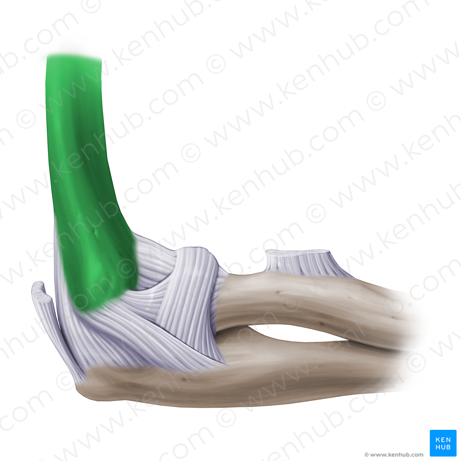 Humerus (#14120)