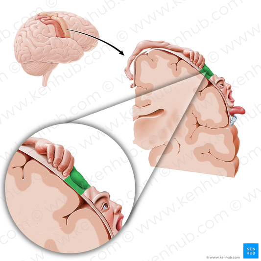 Motor cortex of thumb (#11086)