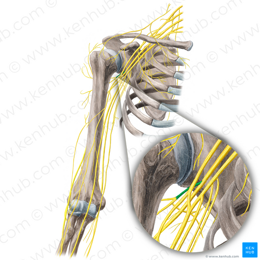 Axillary nerve (#6344)