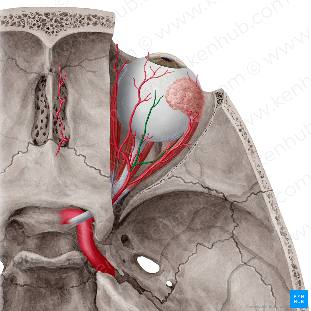 Muscular branches of ophthalmic artery (#8508)