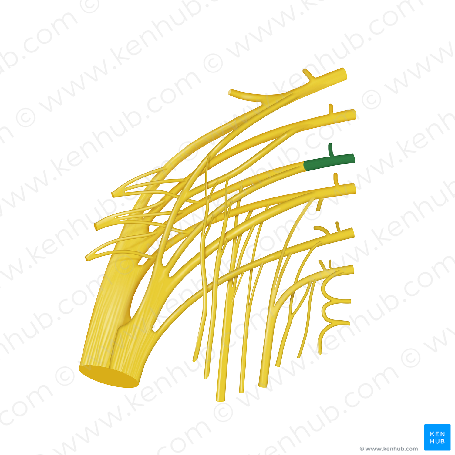 Spinal nerve S1 (#12782)
