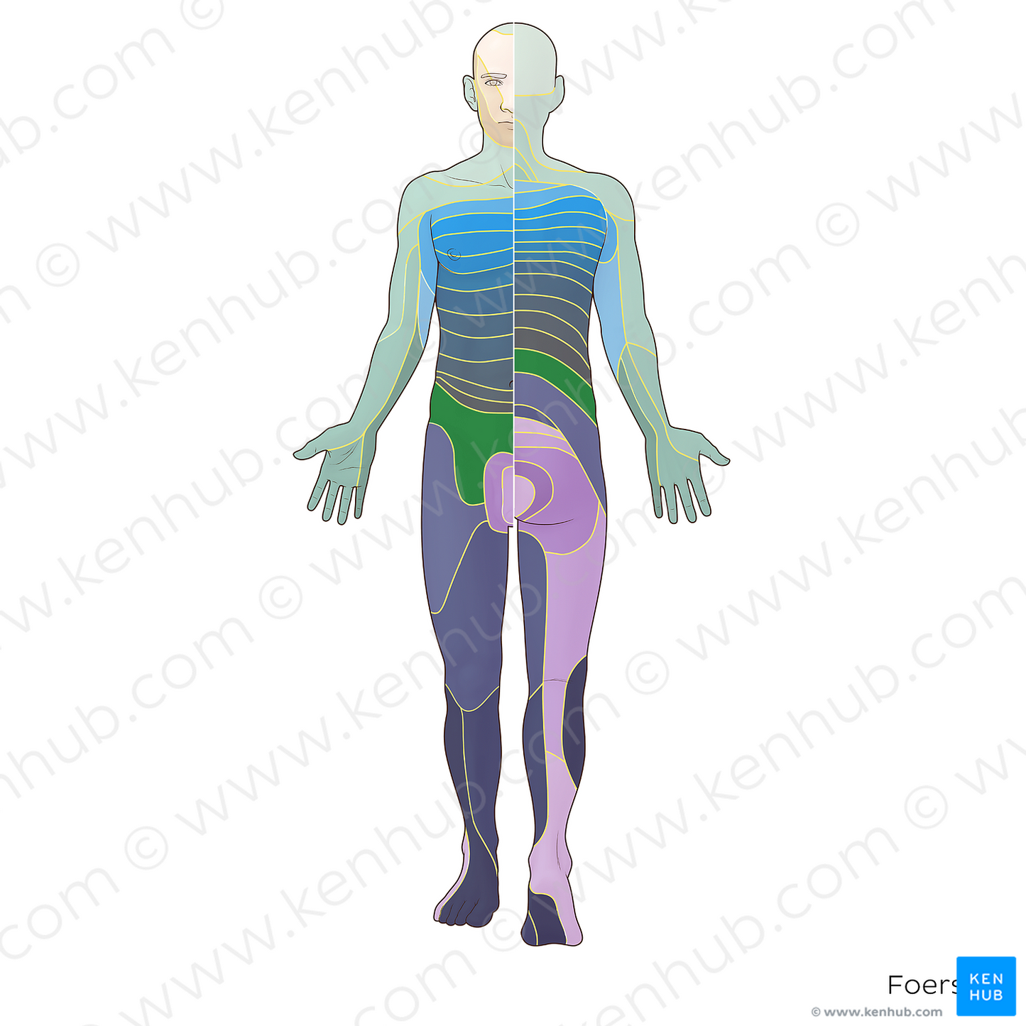 L1 dermatome (#20857)