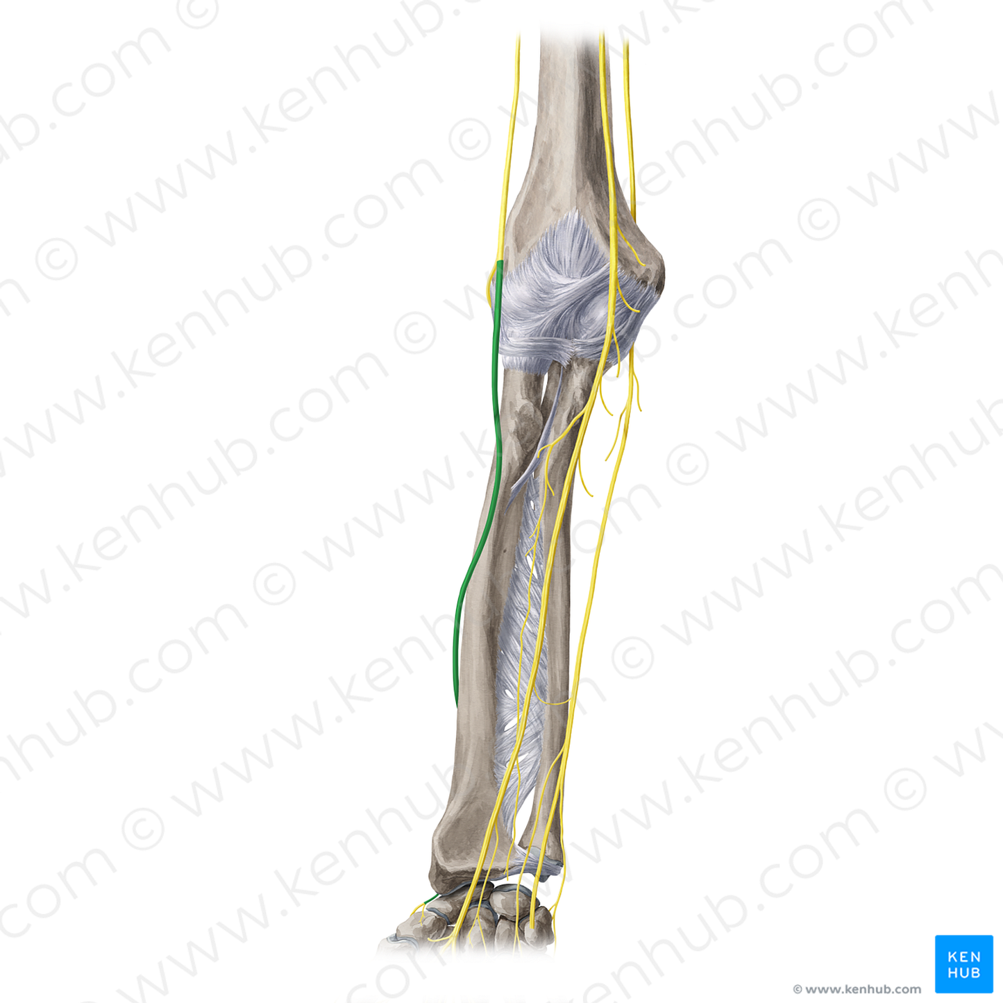 Superficial branch of radial nerve (#8806)