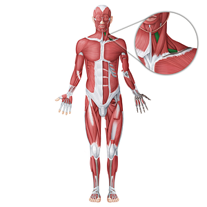 Omohyoid muscle (#18714)